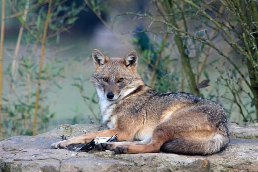 Golden jackal