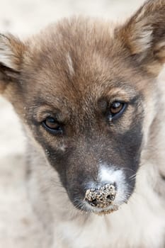 muzzle the dog puppy with his nose close-up sanding