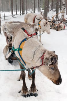Reindeer in winter at the polar circle