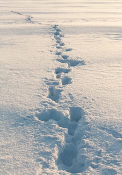 footprints in the snow stretching into the distance