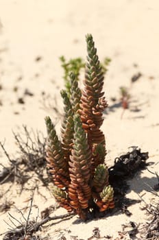 Pale Stonecrop - Sedum sediforme - in the dunes of Gale beach, Comporta, south of Portugal