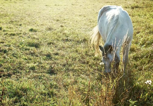 The dreamlike depiction of a white horse grazing in the sunlight.