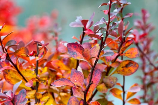 Red leaves in autumn