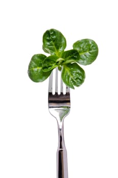 Isolated green lamb's lettuce on a fork
