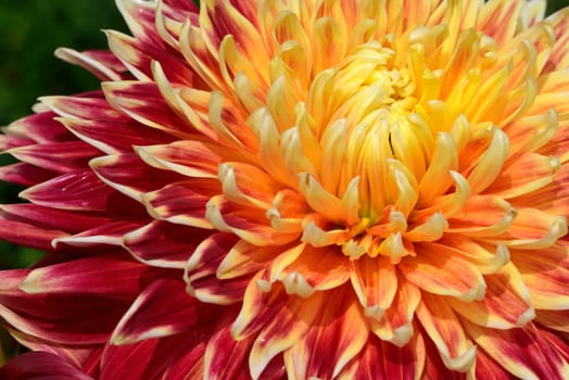 Dahlia