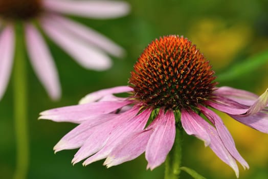 Echinacea