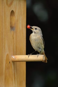 Redstart at the nest box