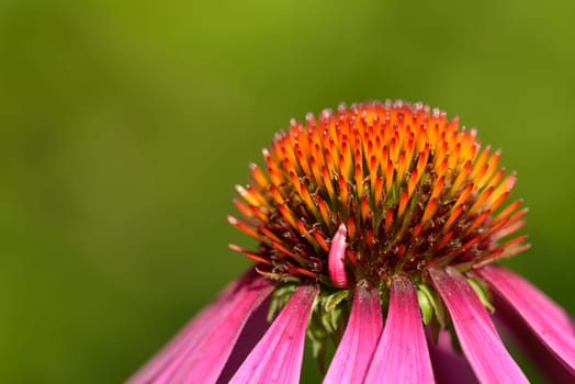Echinacea