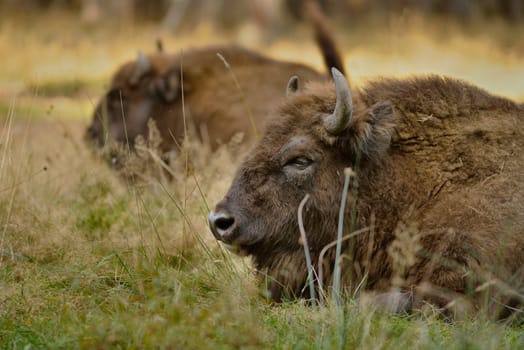 Bison