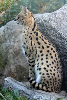 Serval