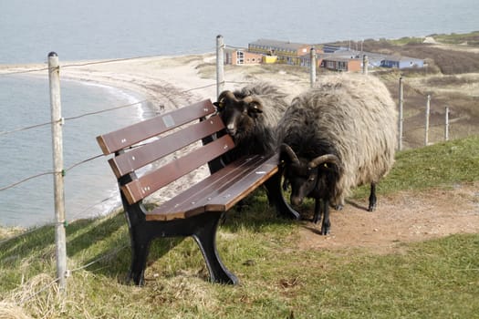 Skudden rubbing themselves against a bench