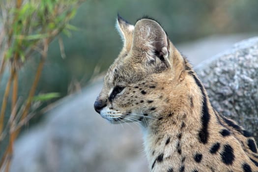 Serval