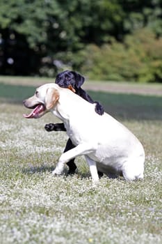 Playing Labrador Retrievers,including a black puppy