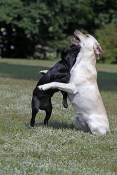 Playing Labrador Retrievers,including a black puppy
