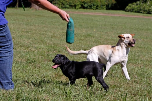 Playing Labrador Retrievers,including a black puppy