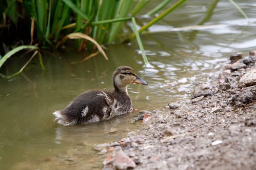 Mallard chicks