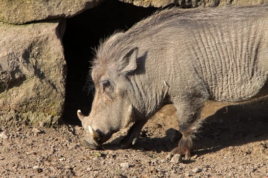 Warthog