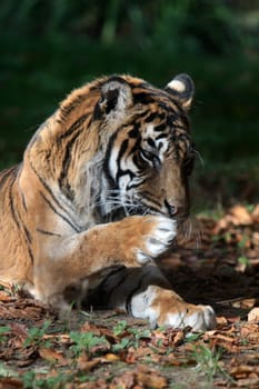 Sumatran tiger