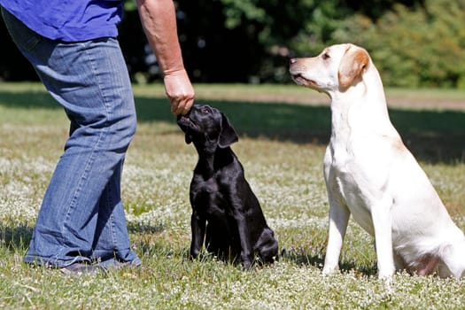 Playing Labrador Retrievers,including a black puppy