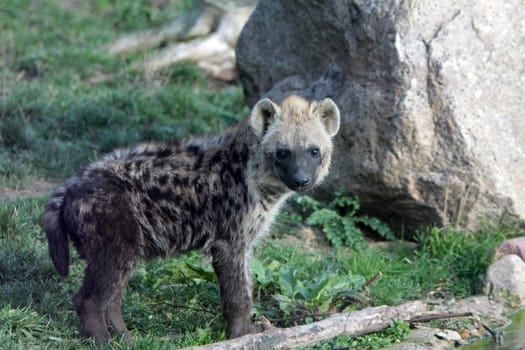Spotted hyena (juvenile)