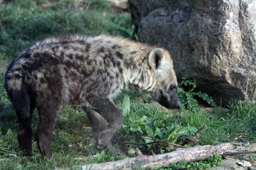 Spotted hyena (juvenile)