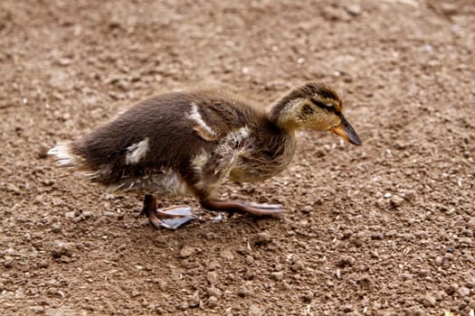 Mallard chicks
