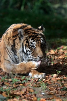 Sumatran tiger