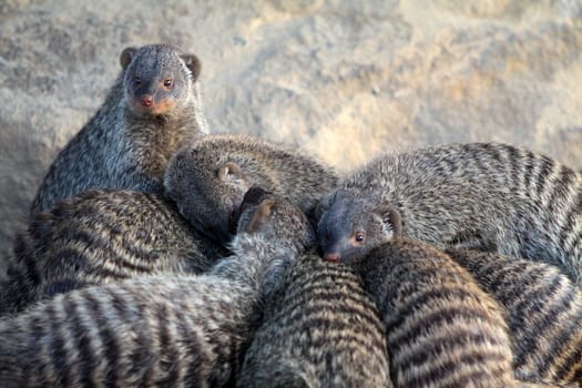Zebra mongooses