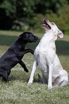 Playing Labrador Retrievers,including a black puppy