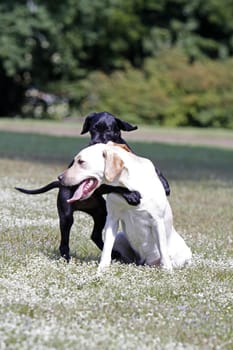 Playing Labrador Retrievers,including a black puppy