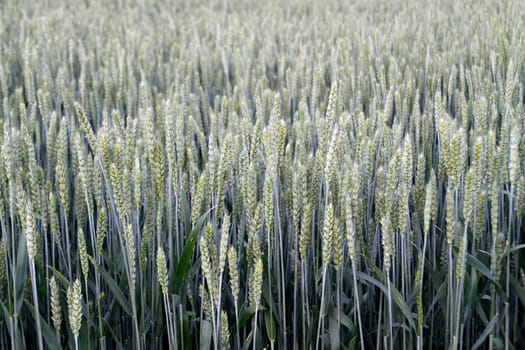 Wheat