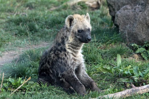 Spotted hyena (juvenile)