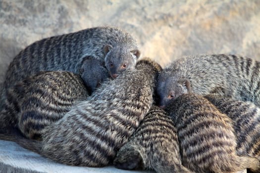 Zebra mongooses