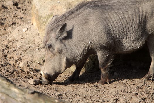 Warthog
