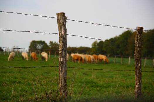 cows eating grass behind fences in France