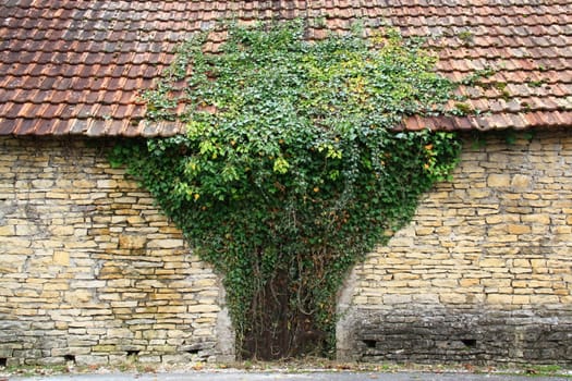 ivy on old building in shape of tree