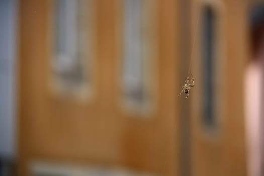 spider climbing on web in city