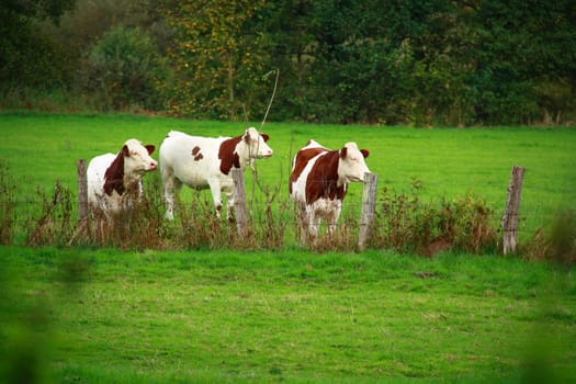 cows eating grass behind fences in France