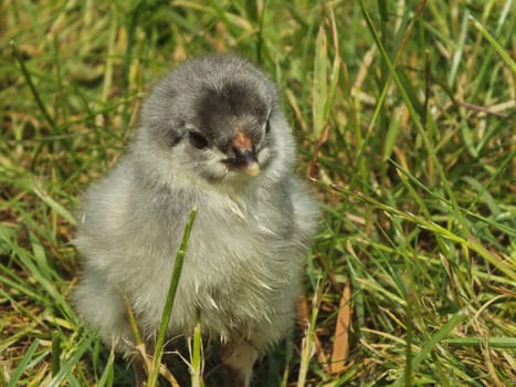 one day old chicken little fluffy chick