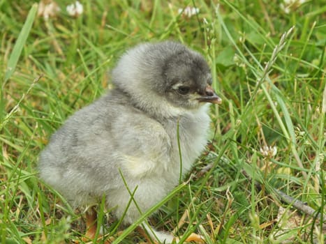 one day old chicken little fluffy chick