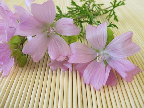 A bouquet of wild mallows