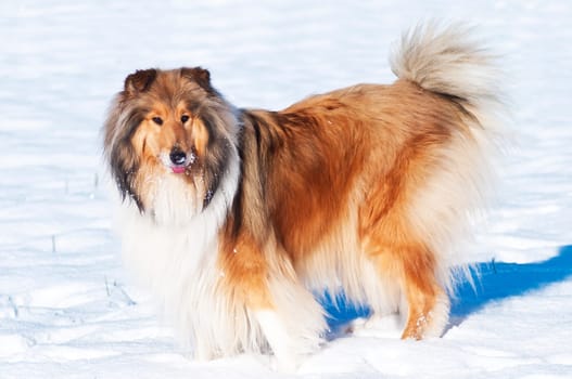 Collie