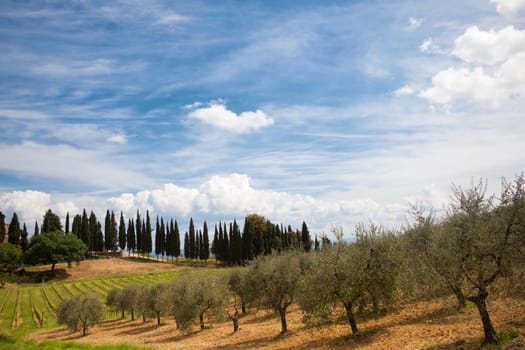 typical italian countryside with olive-trees and cypres