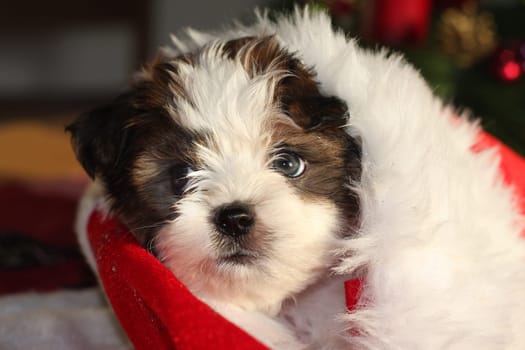 Puppy in Christmas hat
