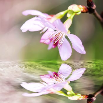 photo of blossoming tree brunch with white flowers with nice background