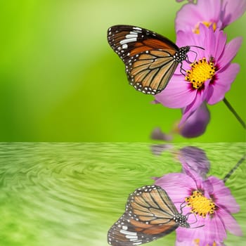 Butterfly on the flower with nice reflection for adv or others purpose use