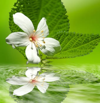 beautiful tung flowers for adv or others purpose use
