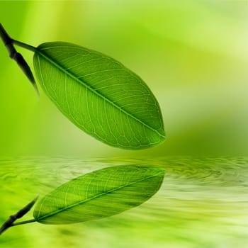 green leaves reflecting in the water, shallow focus