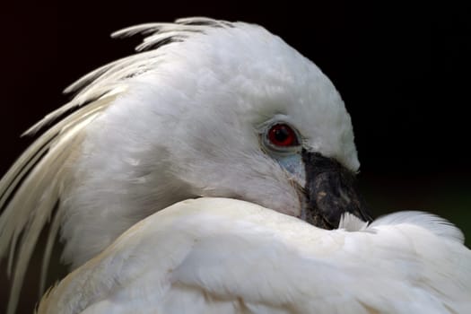 Spoonbill