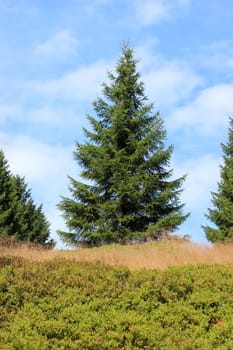 Spruce in the Harz Mountains